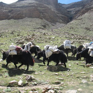 kailash 138